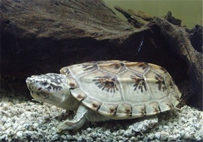 龍魚能和水龜一起混養嗎：龍魚與水龜能否共養