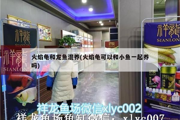 龍魚能和水龜一起混養(yǎng)嗎：龍魚與水龜能否共養(yǎng)