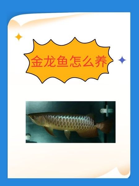 金龍魚需要多久適應新溫度？ 金龍魚需要多久適應新溫度？ 龍魚百科 第5張