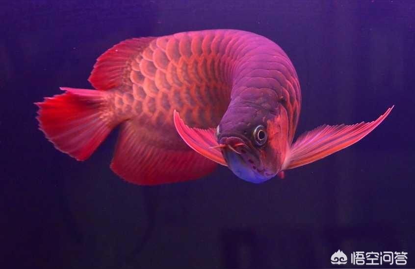 魚缸 紅金龍魚價格258萬 龍魚百科 紅金龍魚價格258萬 紅金龍魚價格258萬 龍魚百科