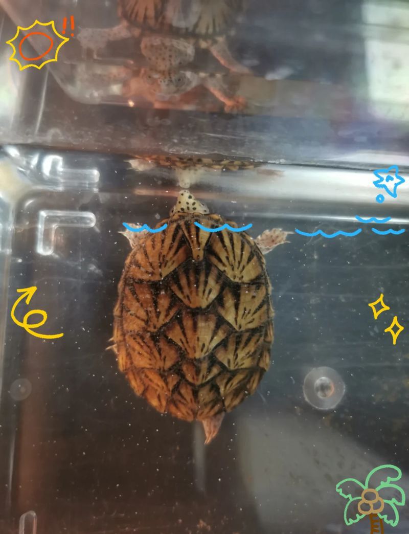 龍龜放魚缸里有哪些具體危害？