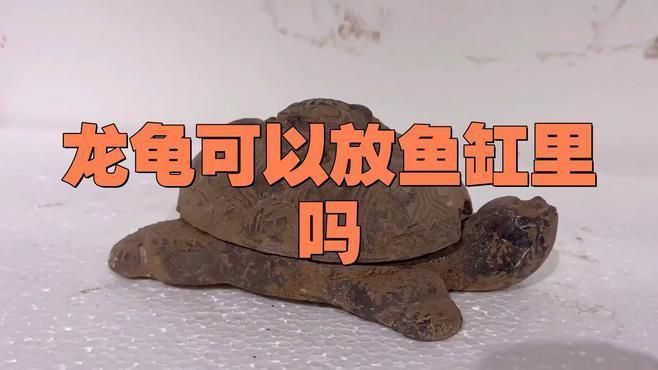 龍龜放魚缸里有哪些具體危害？