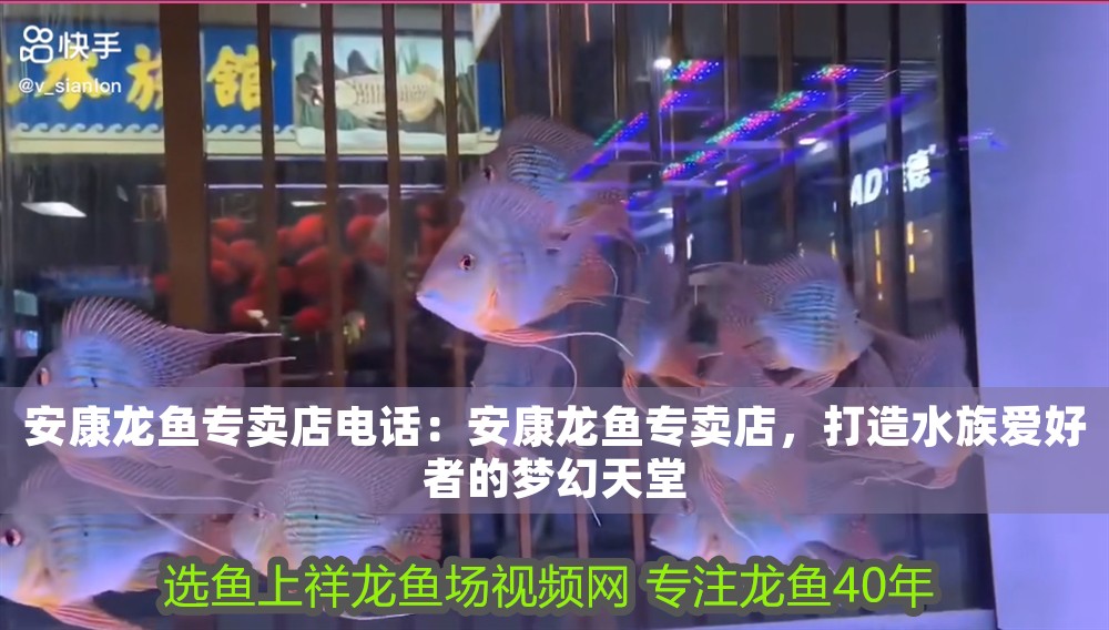 安康龍魚專賣店電話：安康龍魚專賣店，打造水族愛好者的夢幻天堂