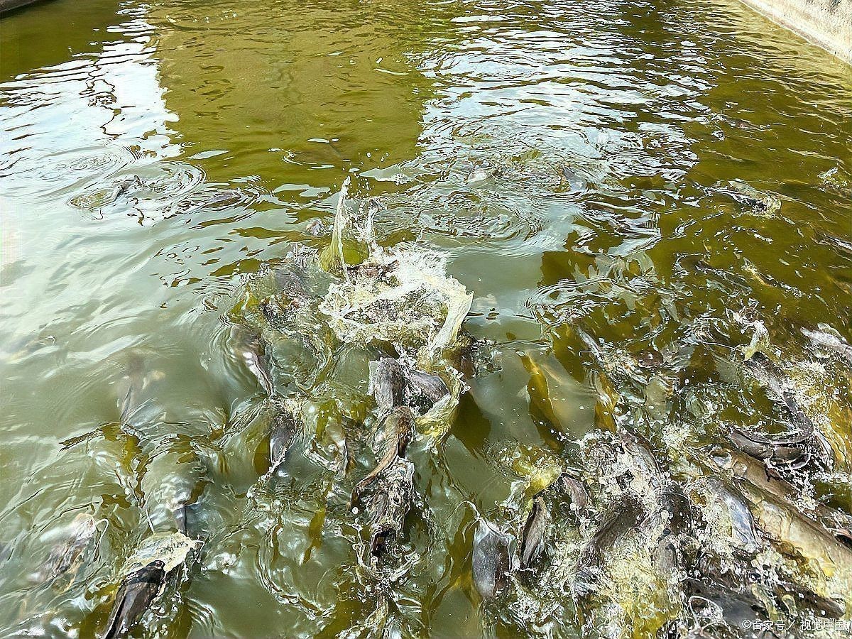 龍魚爛鰭最快最怕三個東西 龍魚百科 第9張 龍魚爛鰭最快最怕三個東西 龍魚爛鰭最快最怕三個東西 龍魚百科 第9張