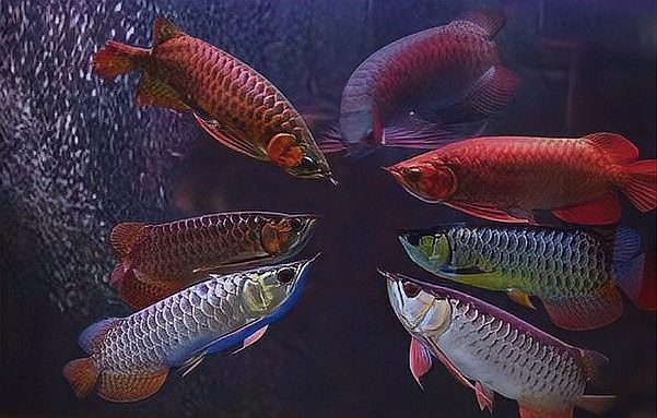 龍魚什么樣