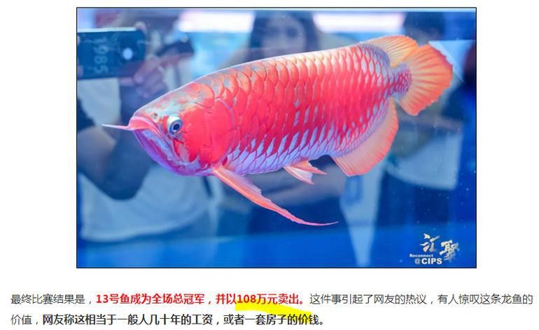 2023廣州龍魚(yú)比賽