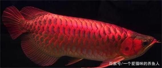 紅龍魚燈什么牌子好用又便宜的：馬印神燈性價比分析