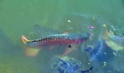 龍魚的發源地是哪里（龍魚的發源地主要包括南美洲的亞馬遜流域和東南亞的部分國家）