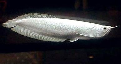 銀龍魚品相圖解（根據搜索結果整理的銀龍魚品相圖解要點）