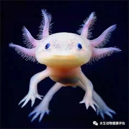 你知道六角恐龍魚嗎