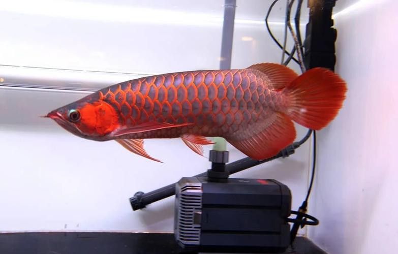 印度紅龍魚圖片高清圖