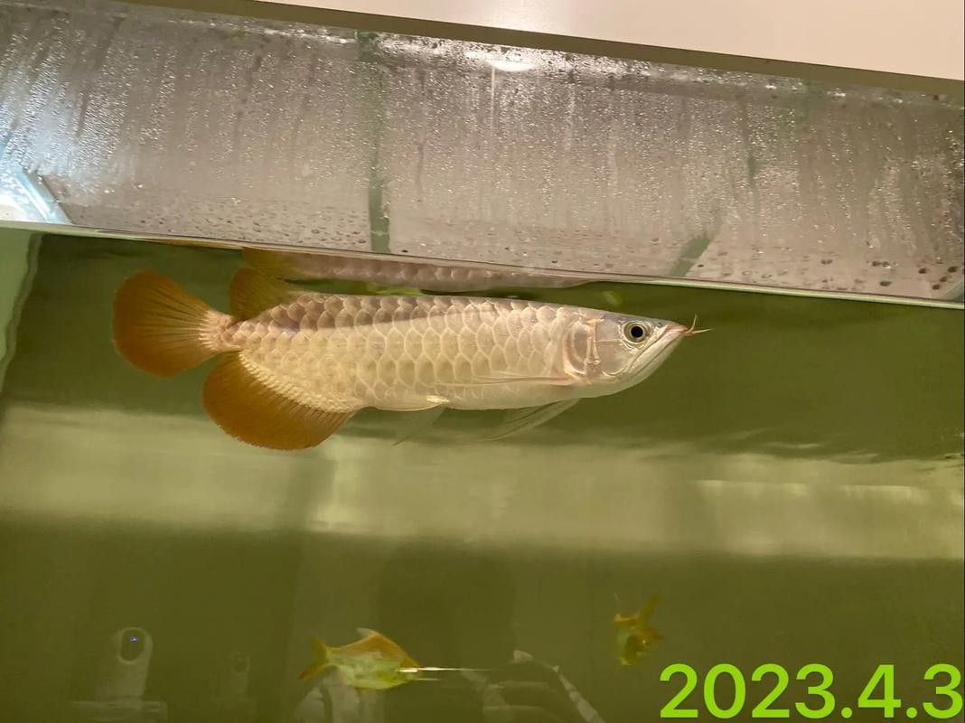 印度紅龍魚圖片高清圖