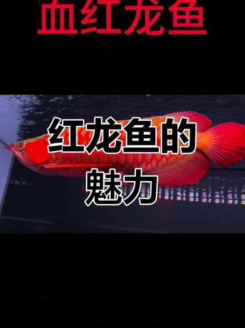 印度紅龍魚圖片高清圖