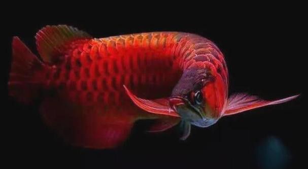 印度紅龍魚圖片高清圖