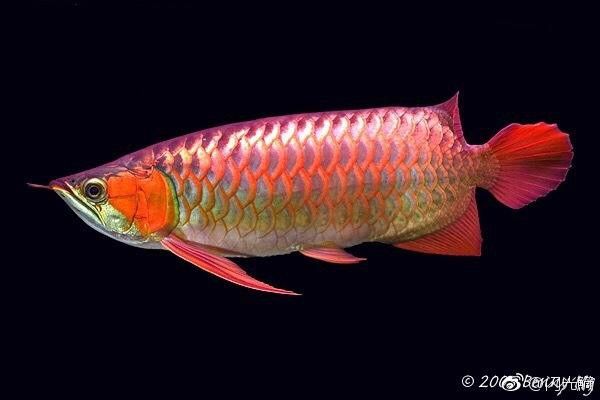 印度紅龍魚圖片高清圖