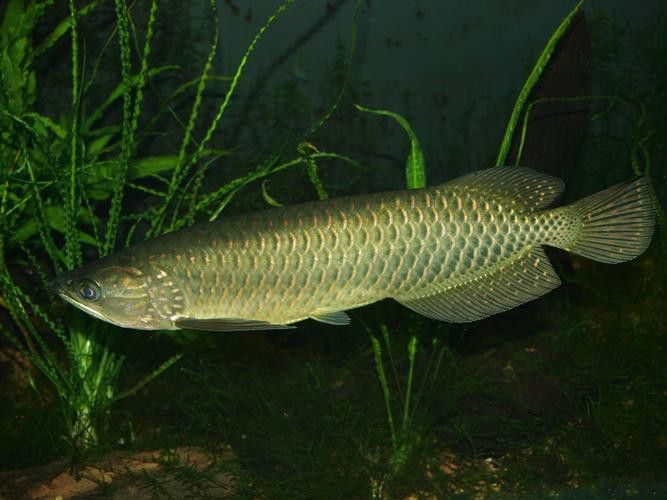 印度紅龍魚圖片高清圖