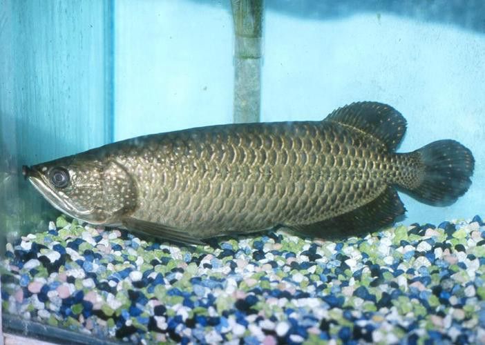 印度紅龍魚圖片高清圖