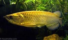 印度紅龍魚圖片高清圖