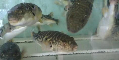 龍魚的溫度：龍魚常見品種飼養與現狀參考文獻匯總-龍魚常見品種介紹 龍魚的溫度：龍魚常見品種飼養與現狀參考文獻匯總-龍魚常見品種介紹 龍魚百科 第2張
