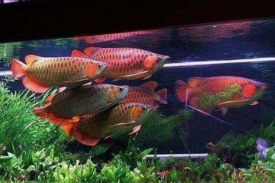 龍魚的溫度：龍魚常見品種飼養與現狀參考文獻匯總-龍魚常見品種介紹 龍魚的溫度：龍魚常見品種飼養與現狀參考文獻匯總-龍魚常見品種介紹 龍魚百科 第3張