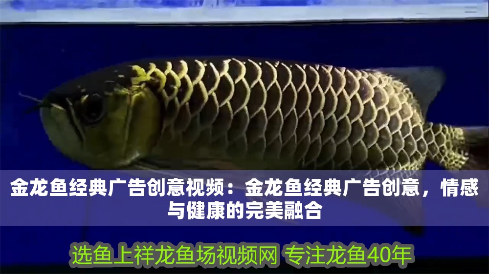 金龍魚經典廣告創意視頻：金龍魚經典廣告創意，情感與健康的完美融合