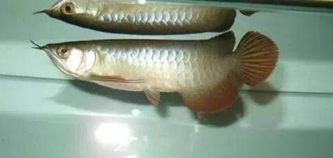 嘴唇不紅的龍魚能紅嗎（關于嘴唇不紅的龍魚是否能紅取決于多種因素和飼料等）