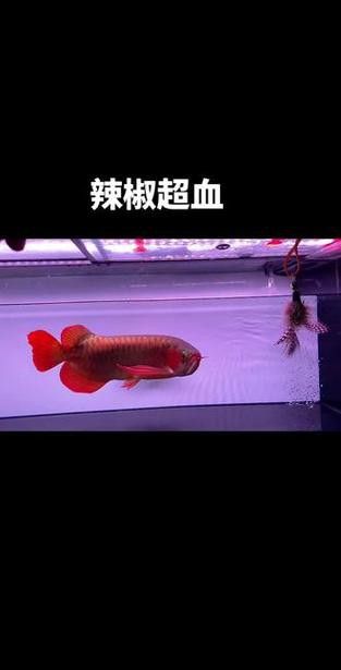 辣椒紅龍魚發(fā)色過程圖解大全