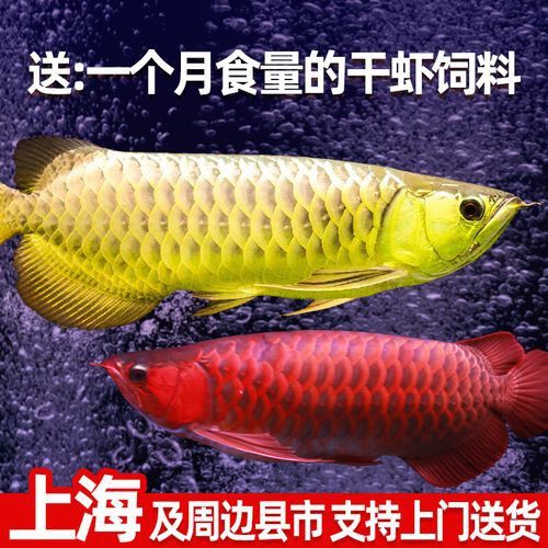 辣椒紅龍魚發(fā)色過程圖解大全