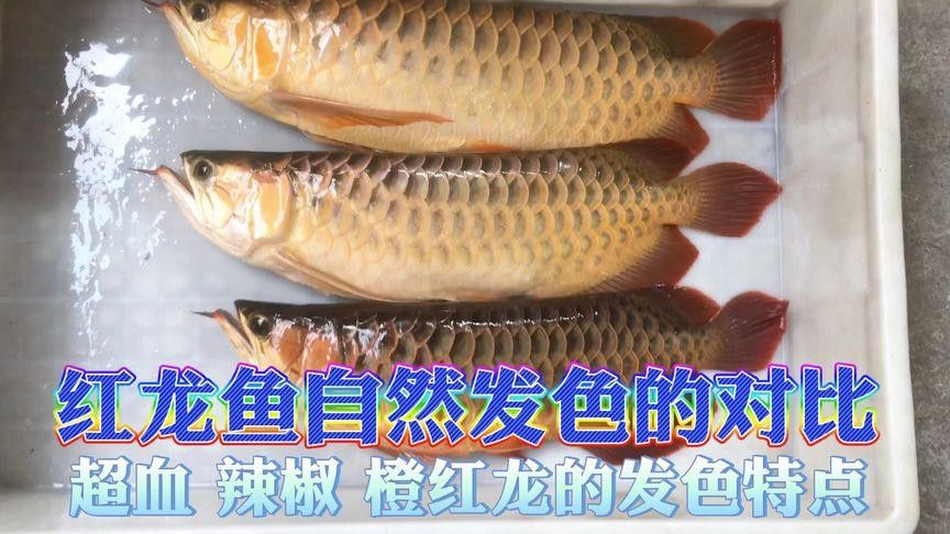 辣椒紅龍魚發(fā)色過程圖解大全