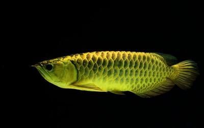 金龍魚一直張嘴呼吸：為什么金龍魚一直張嘴呼吸？ 金龍魚一直張嘴呼吸：為什么金龍魚一直張嘴呼吸？ 龍魚百科 第3張