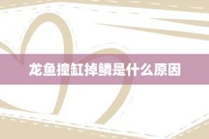 龍魚撞缸掉鱗頭部受傷怎么辦：如何判斷龍魚是否受驚