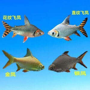 一條龍魚配幾條泰國鯽（混養龍魚和泰國鯽魚的注意事項）