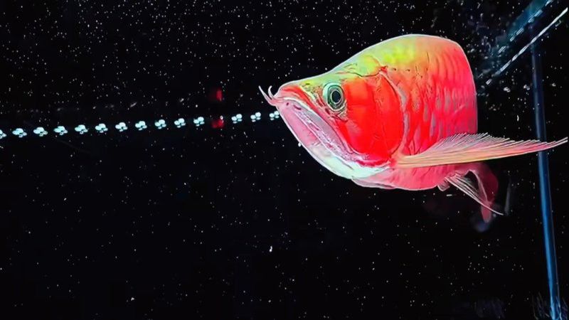 福龍王魚的生活習性 福龍王魚的生活習性 龍魚百科 第4張
