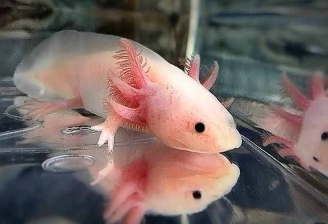頂級(jí)過(guò)背金龍魚(yú)的特點(diǎn)：對(duì)于頂級(jí)過(guò)背金龍魚(yú)，我將從以下幾個(gè)方面進(jìn)行介紹