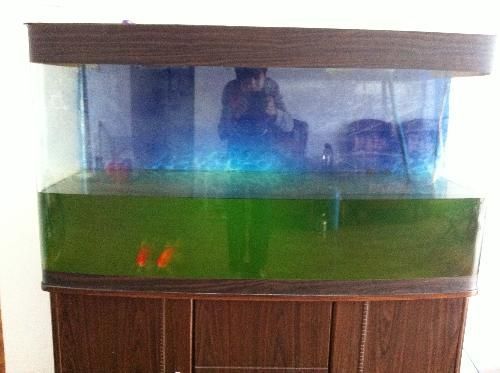 招財貓魚混養適宜水族箱尺寸：招財貓魚和龍魚混養水質管理技巧 招財貓魚混養適宜水族箱尺寸：招財貓魚和龍魚混養水質管理技巧 龍魚百科 第1張