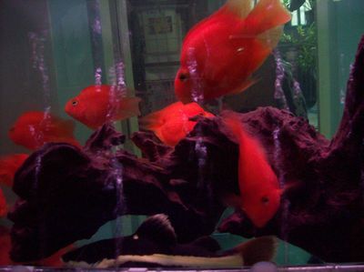 招財貓魚混養適宜水族箱尺寸：招財貓魚和龍魚混養水質管理技巧 招財貓魚混養適宜水族箱尺寸：招財貓魚和龍魚混養水質管理技巧 龍魚百科 第4張