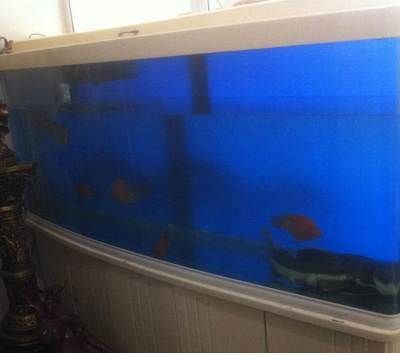 招財貓魚混養適宜水族箱尺寸：招財貓魚和龍魚混養水質管理技巧 招財貓魚混養適宜水族箱尺寸：招財貓魚和龍魚混養水質管理技巧 龍魚百科 第3張