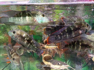 招財貓魚混養適宜水族箱尺寸：招財貓魚和龍魚混養水質管理技巧 招財貓魚混養適宜水族箱尺寸：招財貓魚和龍魚混養水質管理技巧 龍魚百科 第5張