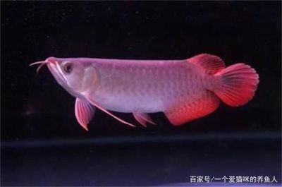 龍魚常見品種飼養與現狀參考文獻:龍魚常見品種飼養與現狀 龍魚百科 第1張 龍魚常見品種飼養與現狀參考文獻:龍魚常見品種飼養與現狀 龍魚常見品種飼養與現狀參考文獻:龍魚常見品種飼養與現狀 龍魚百科 第1張