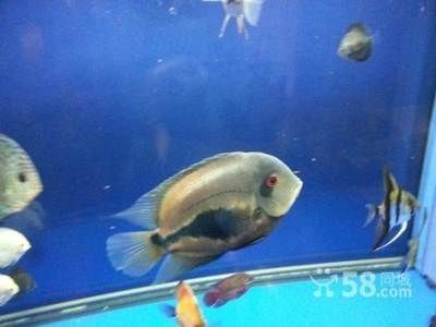 黑云魚混養水質管理：黑云魚混養水質管理的一些建議黑云魚混養水質管理 黑云魚混養水質管理：黑云魚混養水質管理的一些建議黑云魚混養水質管理 龍魚百科 第2張