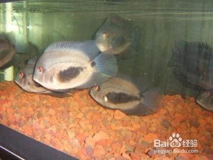 黑云魚混養水質管理：黑云魚混養水質管理的一些建議黑云魚混養水質管理 黑云魚混養水質管理：黑云魚混養水質管理的一些建議黑云魚混養水質管理 龍魚百科 第1張