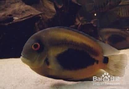 黑云魚混養水質管理：黑云魚混養水質管理的一些建議黑云魚混養水質管理 黑云魚混養水質管理：黑云魚混養水質管理的一些建議黑云魚混養水質管理 龍魚百科 第5張