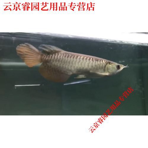金頭龍魚和過背龍區別圖片
