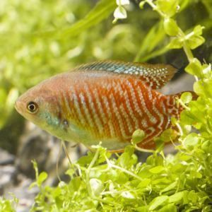 養銀龍魚的寓意和象征：養銀龍魚有什么寓意？