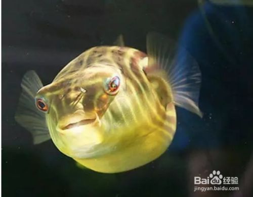 斑馬狗頭魚的飼養技巧分享，關于斑馬狗頭魚的飼養技巧