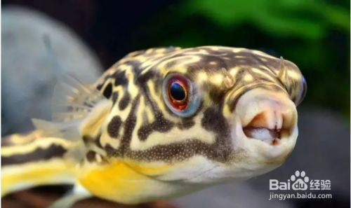 斑馬狗頭魚的飼養技巧分享，關于斑馬狗頭魚的飼養技巧