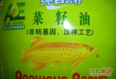 金龍魚轉(zhuǎn)金基因（金龍魚轉(zhuǎn)金基因技術(shù)）