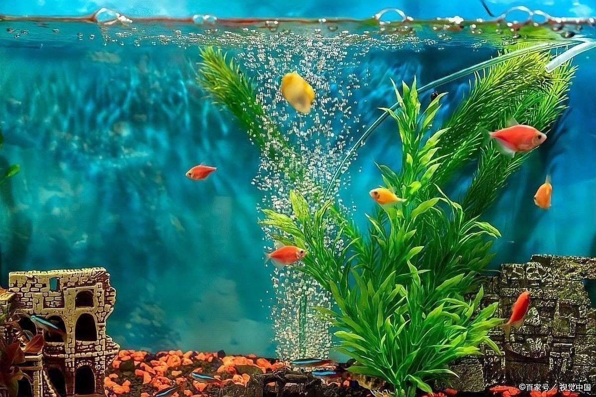 龍魚多久換水一次