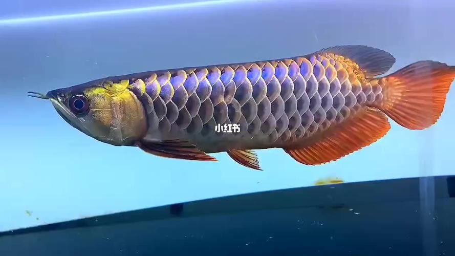 金龍魚真實圖片大全