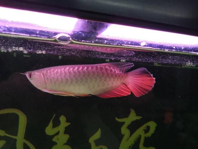 金龍魚真實圖片大全